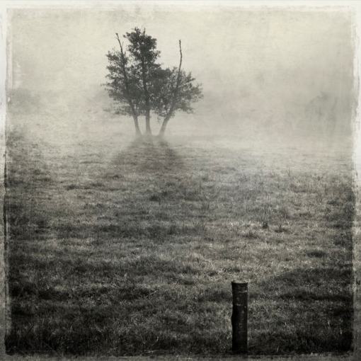 Three trees in a meadow par Patrick Dagonnot